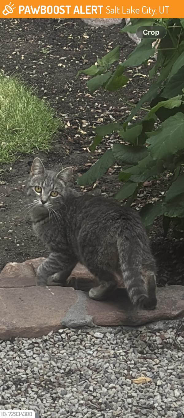 Found/Stray Unknown Cat last seen Near S 1300 E Roosevelt, Salt Lake City, UT 84108