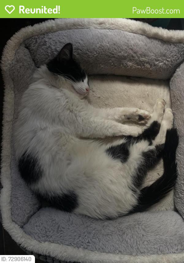 Reunited Male Cat last seen brown lane , Heald Green, England 