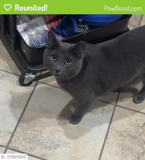 Reunited Female Cat last seen Kickapoo Dr, Fort Worth , Fort Worth, TX 76179