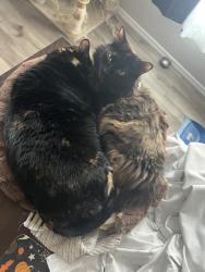 Lost Female Cat last seen Broadmoor heights, Rio Rancho, NM 87144