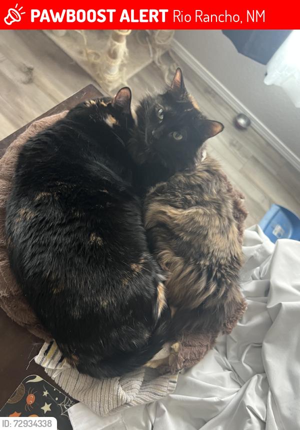 Lost Female Cat last seen Broadmoor heights, Rio Rancho, NM 87144