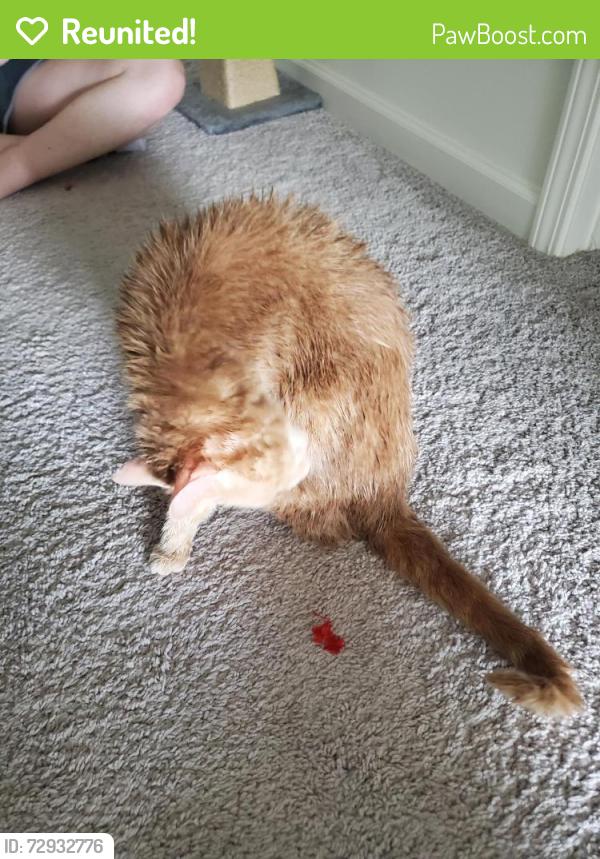 Reunited Male Cat last seen Spaight Acres Way, Tryon neighborhood, Wake Forest, NC 27587