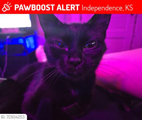 Lost Female Cat last seen S 13th St and W Maple St, Independence, KS 67301