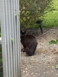 Reunited Female Cat last seen Whitesides Dr East , Vallejo, CA 94591