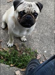 Reunited Male Dog last seen Anson Cir , Pasadena, TX 77503