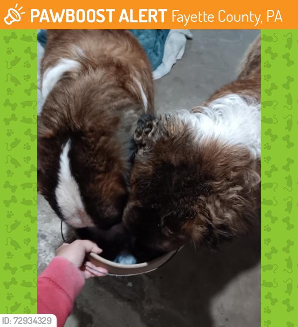 Found/Stray Male Dog last seen Denny and New Salem Uniontown Pa, Fayette County, PA 15484