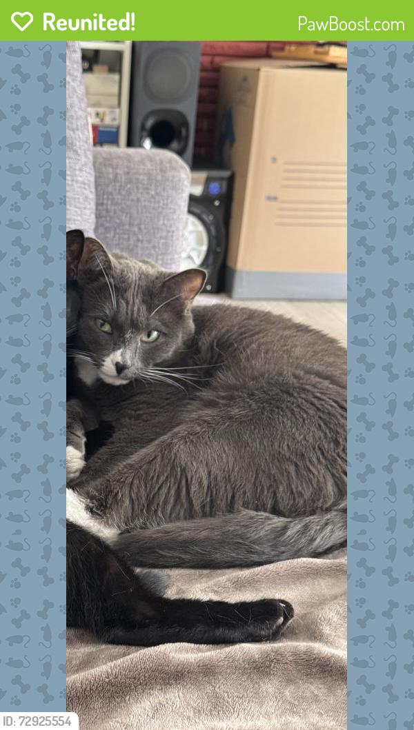 Reunited Male Cat last seen Steveston highway , Richmond, BC V7A 3J4