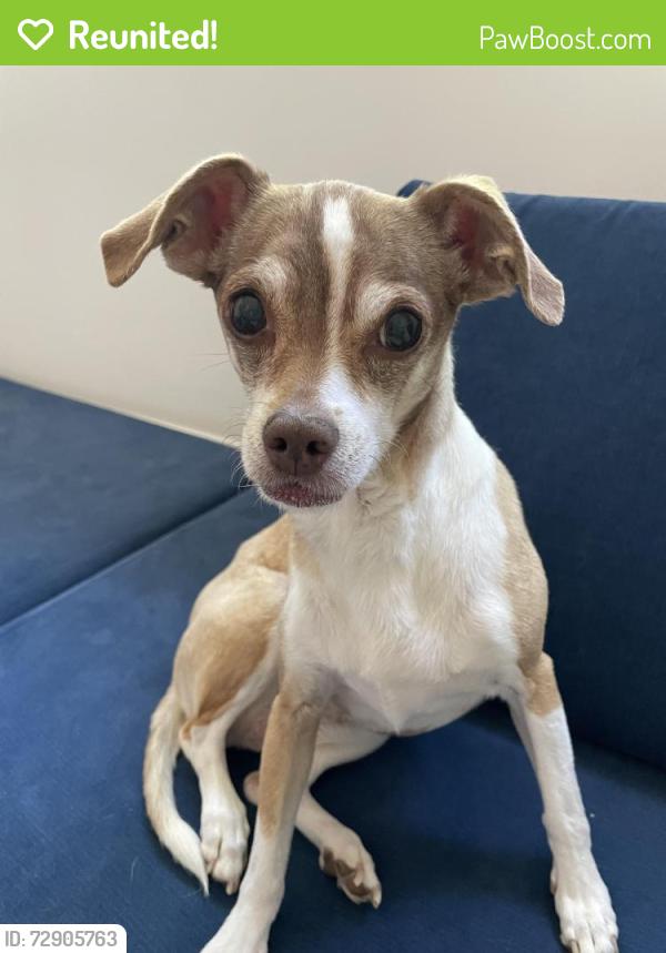 Reunited Female Dog last seen Adams Ave off of College and 76, Oceanside, CA 92057