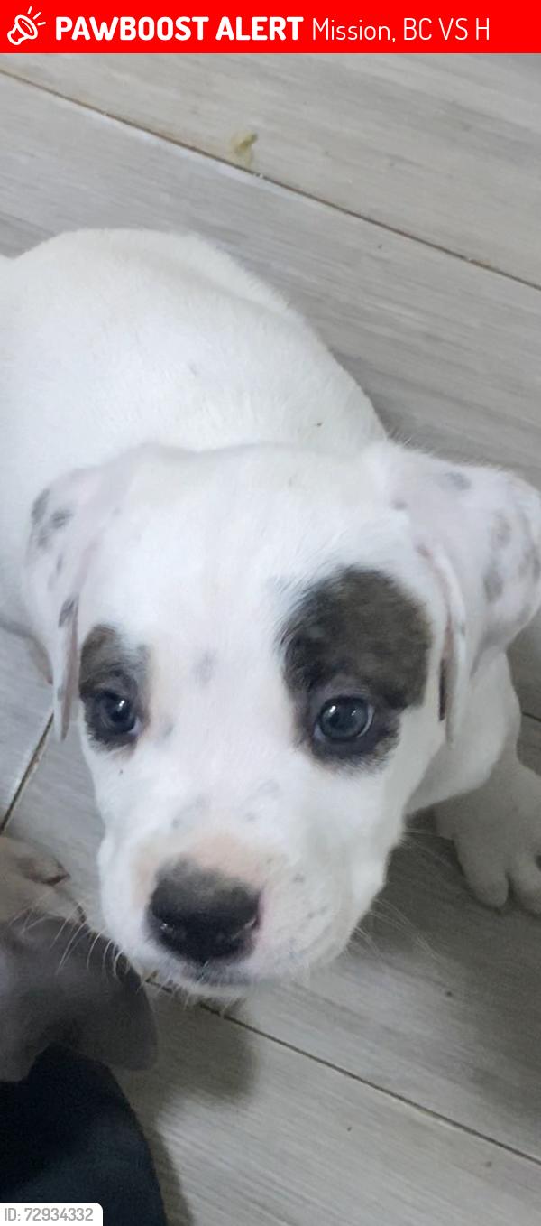 Lost Male Dog last seen Silvermere Lake are, Anderson Avenue and Woodward Street, Mission, BC V4S 1H9