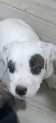 Lost Male Dog last seen Silvermere Lake are, Anderson Avenue and Woodward Street, Mission, BC V4S 1H9
