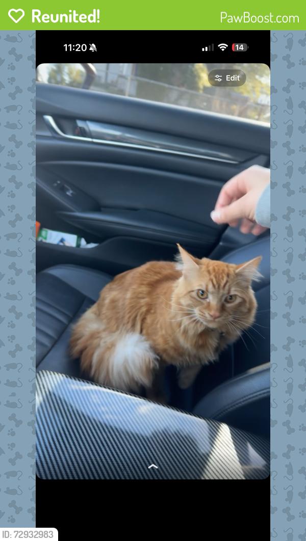 Reunited Male Cat last seen Near AmPm on Yakima Ave, Yakima, WA 98901