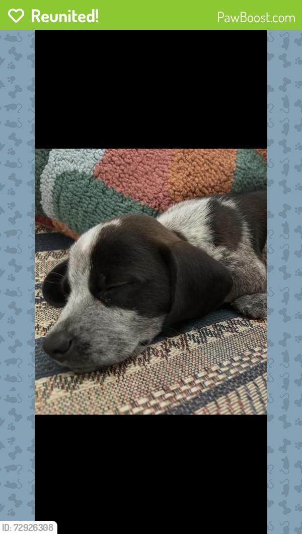 Reunited Female Dog last seen Black Mountain, NC 28711, USA, Black Mountain, NC 28711
