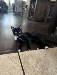 Lost Female Cat last seen  N Hollywood way & Chandler —> N Screenland Dr & N Kenwood St in Burbank., Burbank, CA 91505