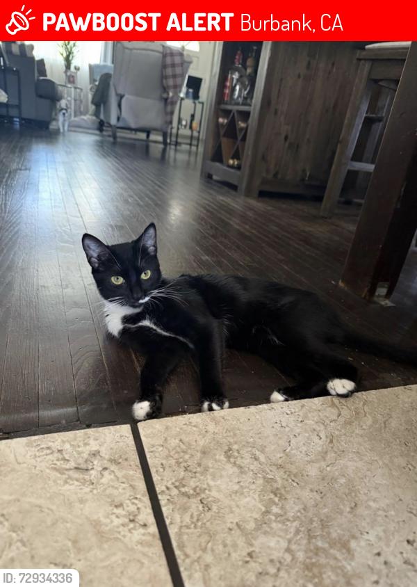 Lost Female Cat last seen  N Hollywood way & Chandler —> N Screenland Dr & N Kenwood St in Burbank., Burbank, CA 91505