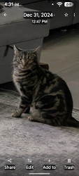 Lost Male Cat last seen Behind Sobeys, Tillsonburg, ON N4G