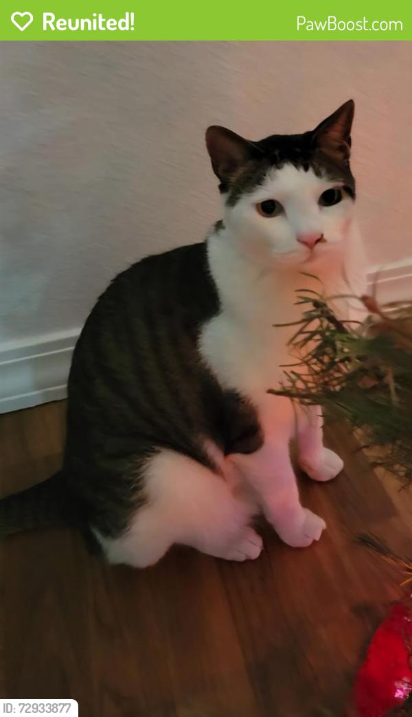 Reunited Male Cat last seen Nellis Afb, Nellis Air Force Base, NV 89115