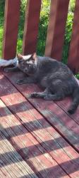 Lost Female Cat last seen El Porvenir, Chicago, IL 60804