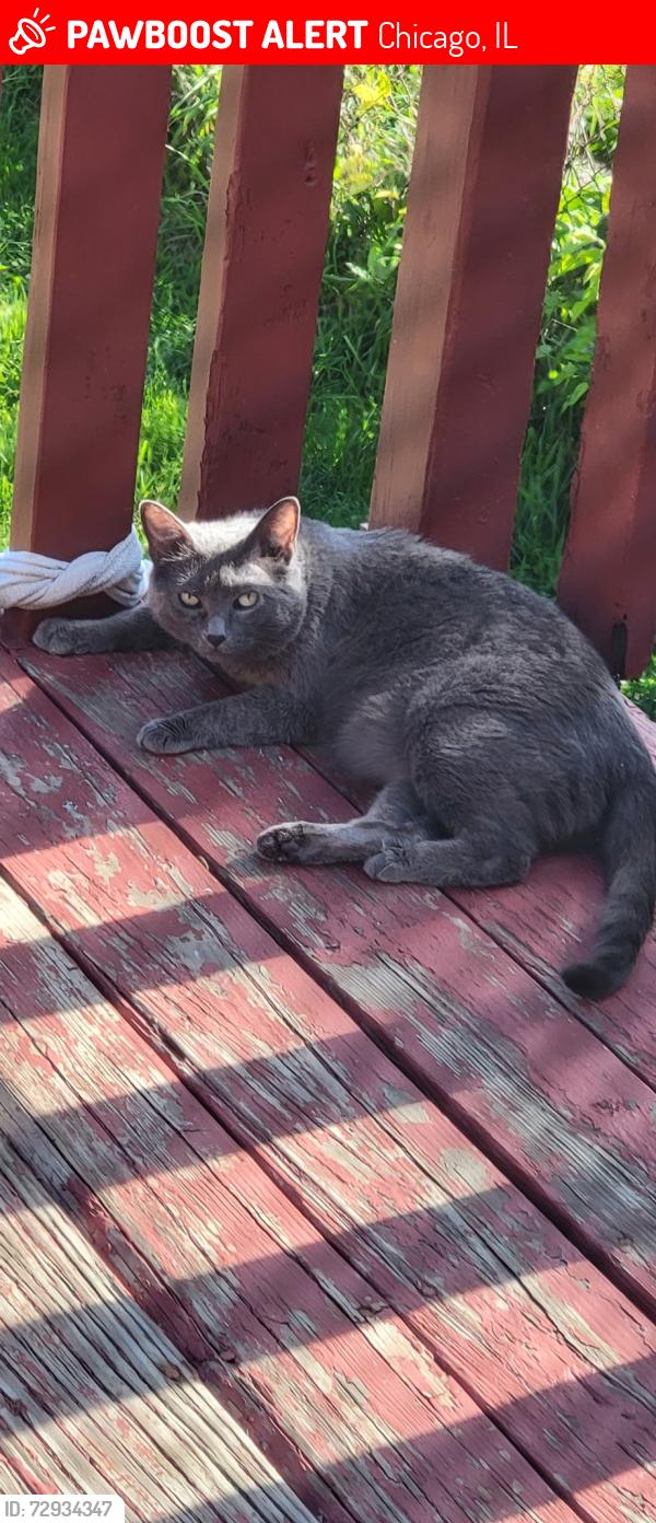 Lost Female Cat last seen El Porvenir, Chicago, IL 60804