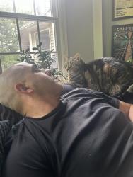 Lost Male Cat last seen East Crescent Road, Mahwah, NJ 07430