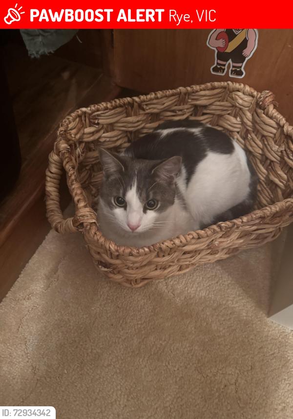 Lost Male Cat last seen Melbourne road, Rye, VIC 3941