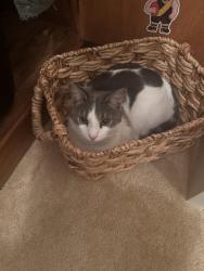 Lost Male Cat last seen Melbourne road , Rye, VIC 3941