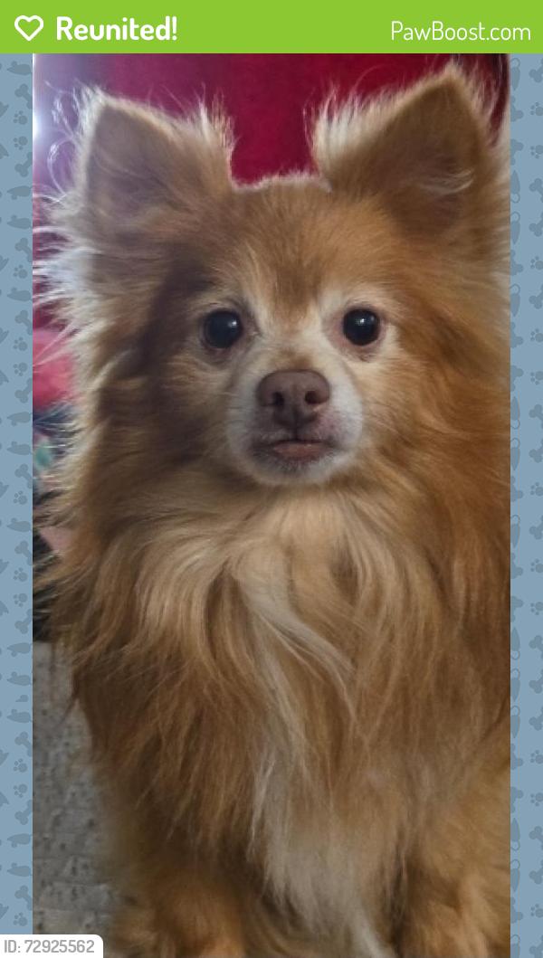 Reunited Male Dog last seen Us 19 N and coachman rd , Clearwater, FL 33765