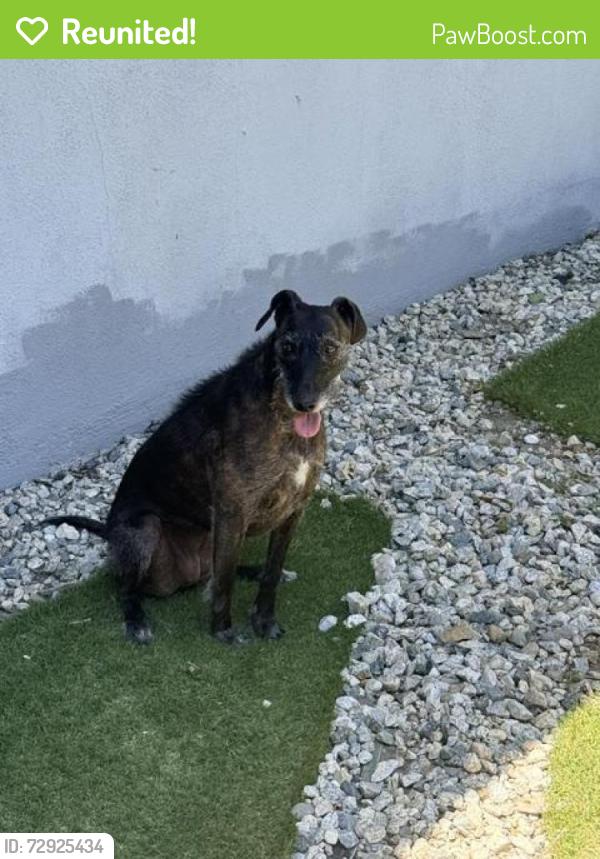 Reunited Female Dog last seen Oswego and Turnbow, SUNLAND, Los Angeles, CA 91040