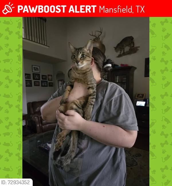 Lost Male Cat last seen Cannon/Miller/Chambray/Blake, Mansfield, TX 76063