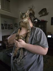 Lost Male Cat last seen Cannon/Miller/Chambray/Blake, Mansfield, TX 76063