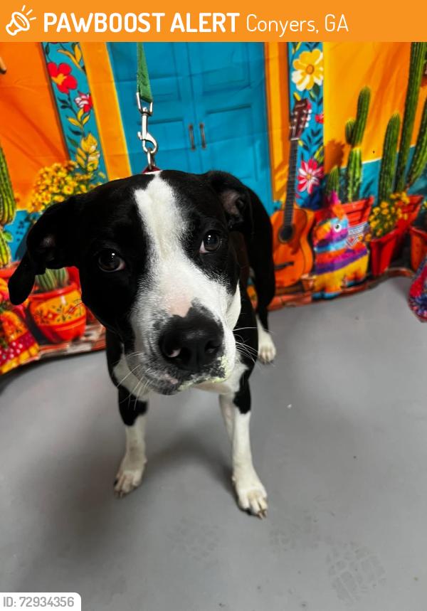 Found/Stray Unknown Dog last seen Located at Rockdale County Animal Service, 1506 Rockbridge Road, Conyers, GA 30012, Conyers, GA 30012
