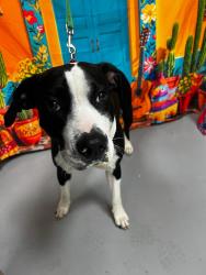 Found/Stray Unknown Dog last seen Located at Rockdale County Animal Service, 1506 Rockbridge Road, Conyers, GA 30012, Conyers, GA 30012