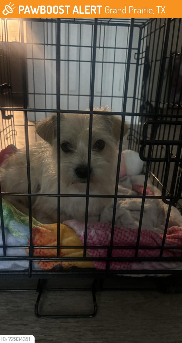Found/Stray Male Dog last seen Associated energy systems on Arkansas , Grand Prairie, TX 75050
