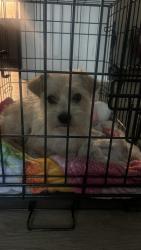 Found/Stray Male Dog last seen Associated energy systems on Arkansas , Grand Prairie, TX 75050