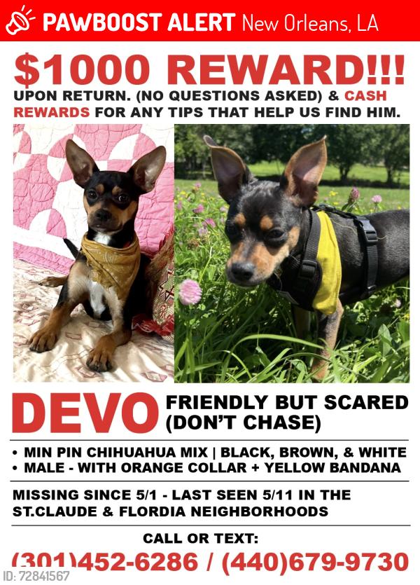 Lost Male Dog last seen France st. and N Johnson headed towards Claiborne, New Orleans, LA 70117