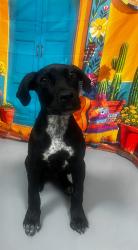 Found/Stray Unknown Dog last seen Located at Rockdale County Animal Service, 1506 Rockbridge Road, Conyers, GA 30012, Conyers, GA 30012