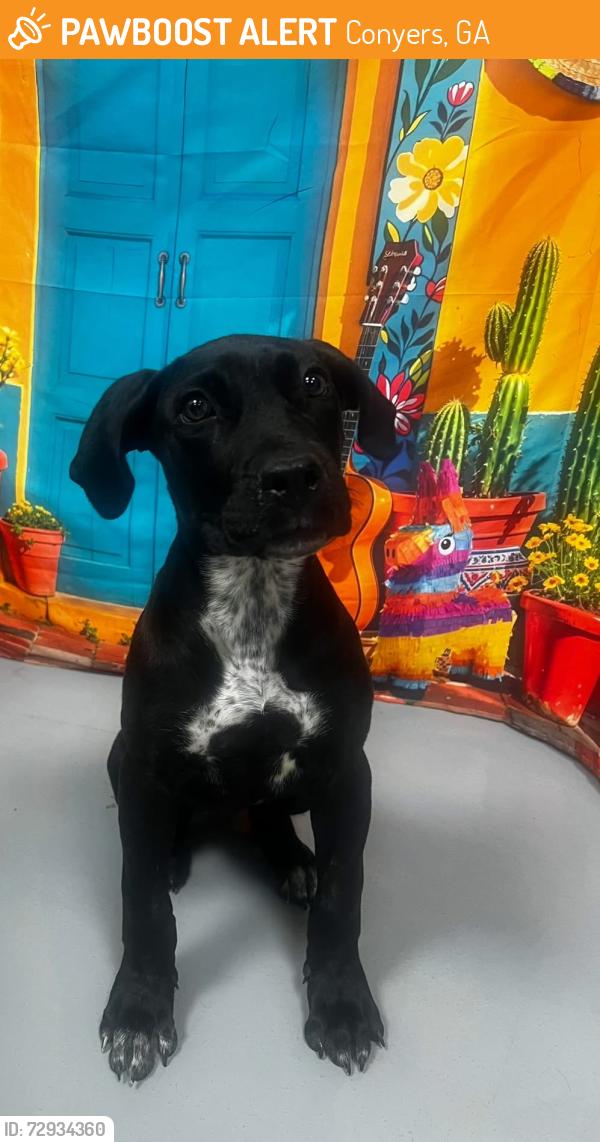 Found/Stray Unknown Dog last seen Located at Rockdale County Animal Service, 1506 Rockbridge Road, Conyers, GA 30012, Conyers, GA 30012