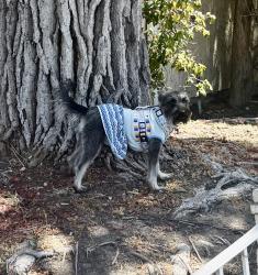 Found/Stray Unknown Dog last seen Last seen running through Glen View Park heading toward Sky View Drive toward Dawson, Huntington Beach, CA 92647