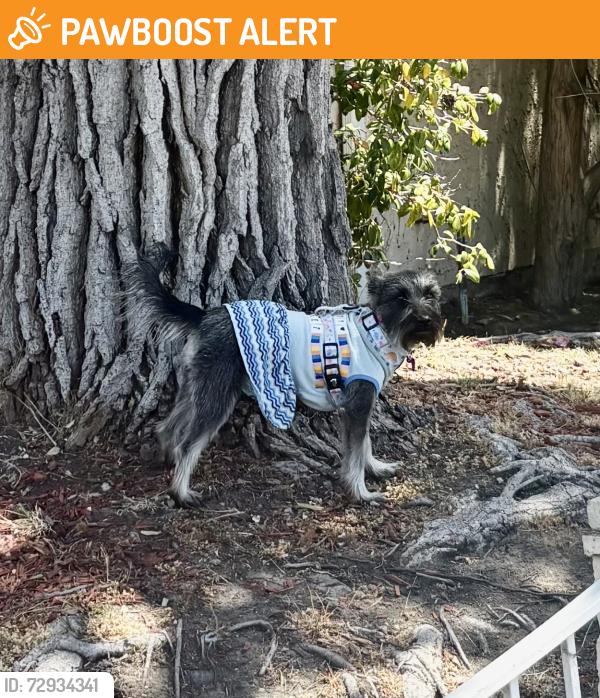 Found/Stray Unknown Dog last seen Last seen running through Glen View Park heading toward Sky View Drive toward Dawson, Huntington Beach, CA 92647