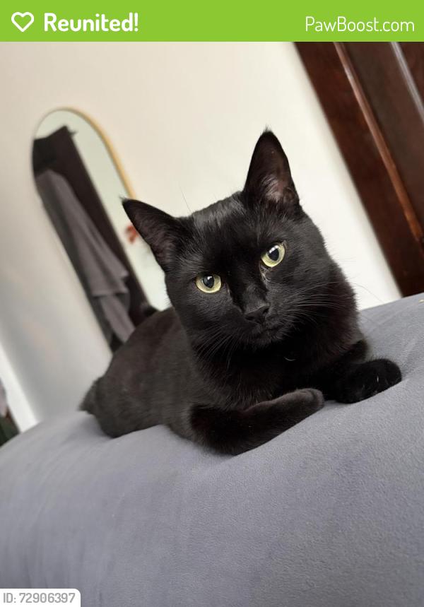 Reunited Female Cat last seen Elmer Ave and Standford, Schenectady, NY 12308