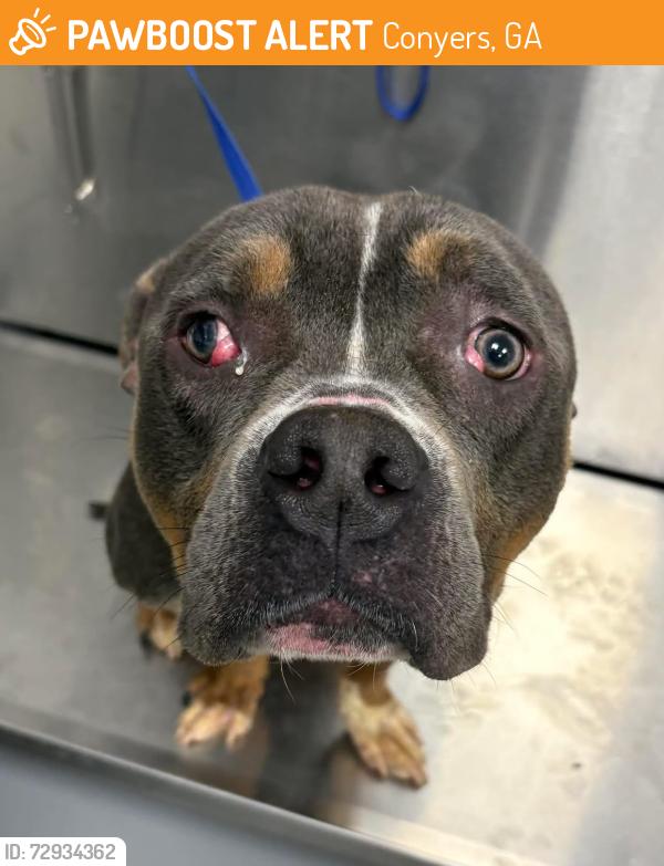 Found/Stray Unknown Dog last seen Located at Rockdale County Animal Service, 1506 Rockbridge Road, Conyers, GA 30012, Conyers, GA 30012