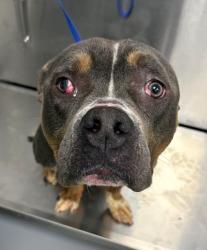 Found/Stray Unknown Dog last seen Located at Rockdale County Animal Service, 1506 Rockbridge Road, Conyers, GA 30012, Conyers, GA 30012