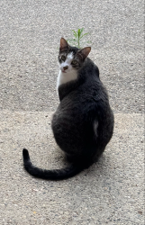 Reunited Male Cat last seen On spruce rdge between marr and clyde, Howell, MI 48855