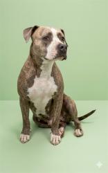 Shelter Stray Female Dog last seen CONF STRAY @ 5738 S KINLOCK DRIVE, Jacksonville, FL 32204