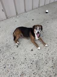 Reunited Female Dog last seen Gas station near Dollar General and Fire Department , Vass, NC 28394