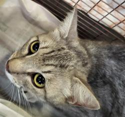 Shelter Stray Female Cat last seen Near BLOCK FRIO CITY RD, San Antonio, TX 78227