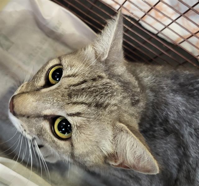 Shelter Stray Female Cat last seen Near BLOCK FRIO CITY RD, San Antonio, TX 78227