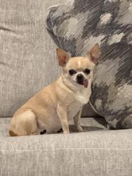 Reunited Female Dog last seen Sockeye Ct Bremerton , Kitsap County, WA 98311