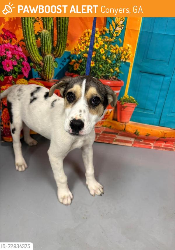 Found/Stray Unknown Dog last seen Located at Rockdale County Animal Service, 1506 Rockbridge Road, Conyers, GA 30012, Conyers, GA 30012