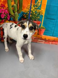 Found/Stray Unknown Dog last seen Located at Rockdale County Animal Service, 1506 Rockbridge Road, Conyers, GA 30012, Conyers, GA 30012