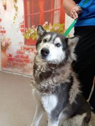 Shelter Stray Female Dog last seen N DALLAS AVE X VICTORIA ST, San Bernardino, CA 92401